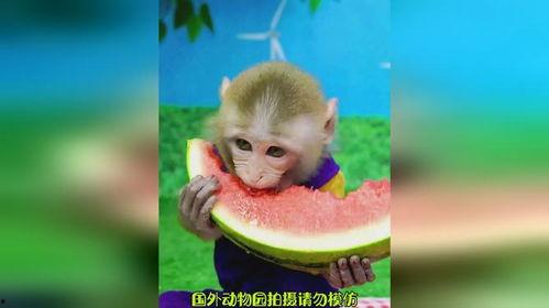 猴子吃宁夏瓜,猴王与甜蜜瓜果的奇幻之旅