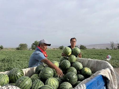 知行不一吃瓜,吃瓜群众如何看透娱乐圈风云