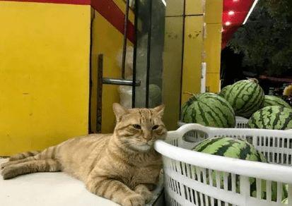 吃瓜三人猫,揭秘猫咪界的“八卦风云”