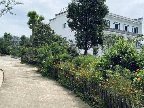 茶园吃瓜,悠闲时光，尽享瓜果飘香