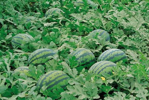 吃瓜背刺2,揭秘娱乐圈背后的真相与较量