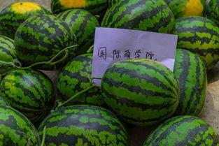 满满吃瓜,揭秘娱乐圈幕后真相