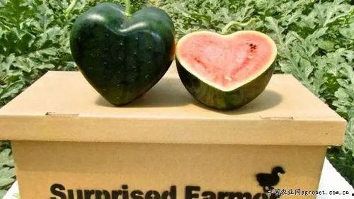 吃奇葩的瓜,那些令人瞠目结舌的“奇葩瓜”事件