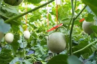 吃网纹瓜齁嗓子,却需小心齁嗓子的挑战