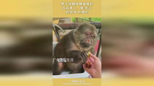独臂猴子吃瓜,瓜田里的智慧与勇气