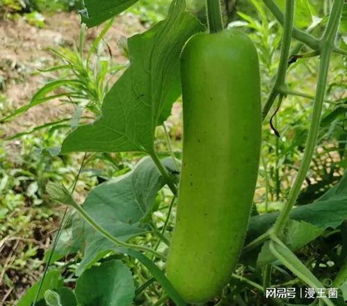 吃瓠子瓜会中毒吗,了解预防措施至关重要