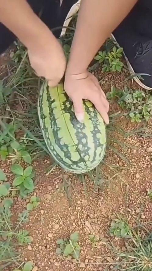 白心的瓜怎么吃,解锁美味新体验