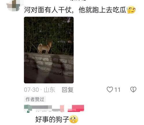 狗子吃瓜不分物种,物种界限的趣味碰撞