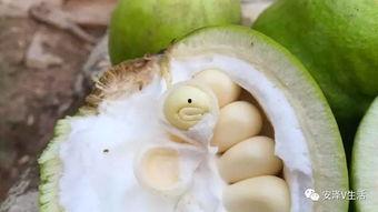 安泽县吃瓜,瓜果飘香，品味田园生活