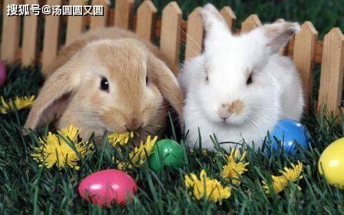 兔子个轮吃块瓜吗,一场奇妙的味蕾之旅