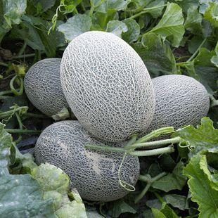 东北吃的什么瓜,夏日瓜果盛宴