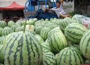 迅速吃瓜的特点