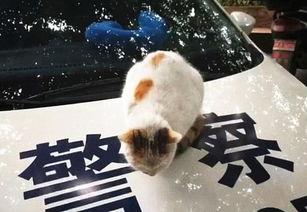 流浪猫夜晚吃瓜,流浪猫的神秘夜宵时光