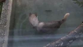 吃瓜狼肺心病,揭秘罕见病症背后的生活挑战与医学探索