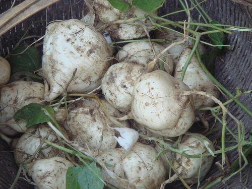 带你吃土瓜,带你吃遍民间美味