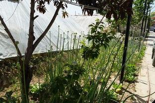 长椅吃瓜原视频,揭秘街头热辣瞬间