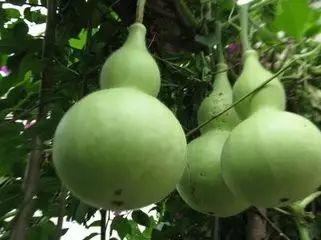 葫芦瓜吃的什么