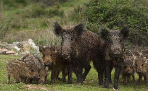 南京野猪下山吃瓜,奇闻轶事引发网友热议