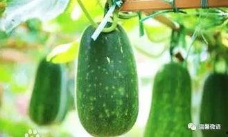 吃瓜撞窗户,揭秘瓜农日常趣事