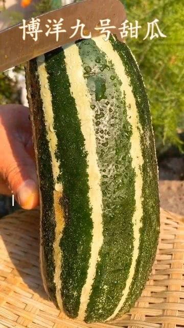 梦见吃瓜还很熟,瓜熟蒂落，味蕾之旅