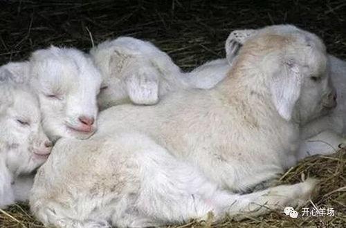 灰小羊吃瓜,灰小羊的瓜界探险记