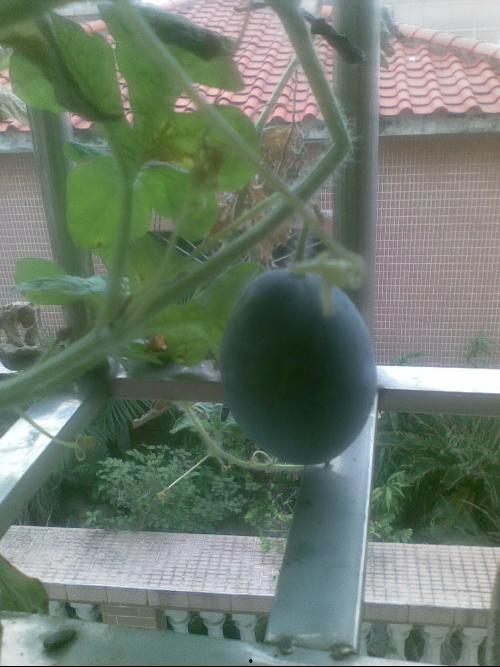 吃瓜事件阳台,一场邻里纠纷引发的社区热议